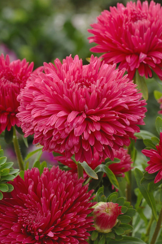 Aster ´King Size Red´