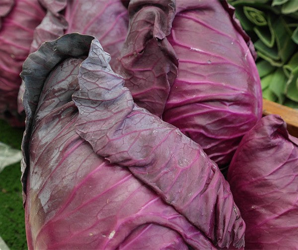 Spetskål Frö ´Kalibos´