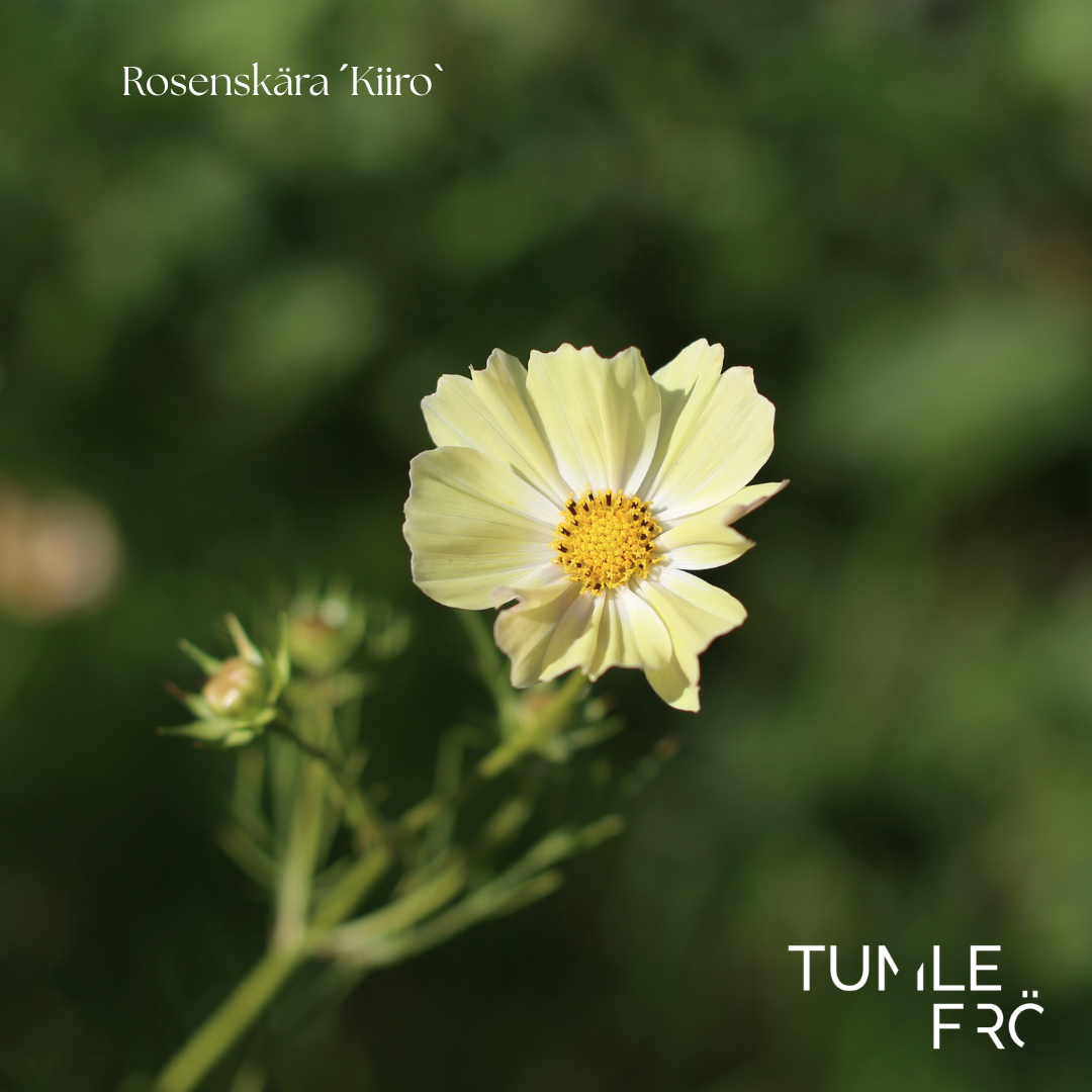 Rosenskära Frö ´Kiiro´