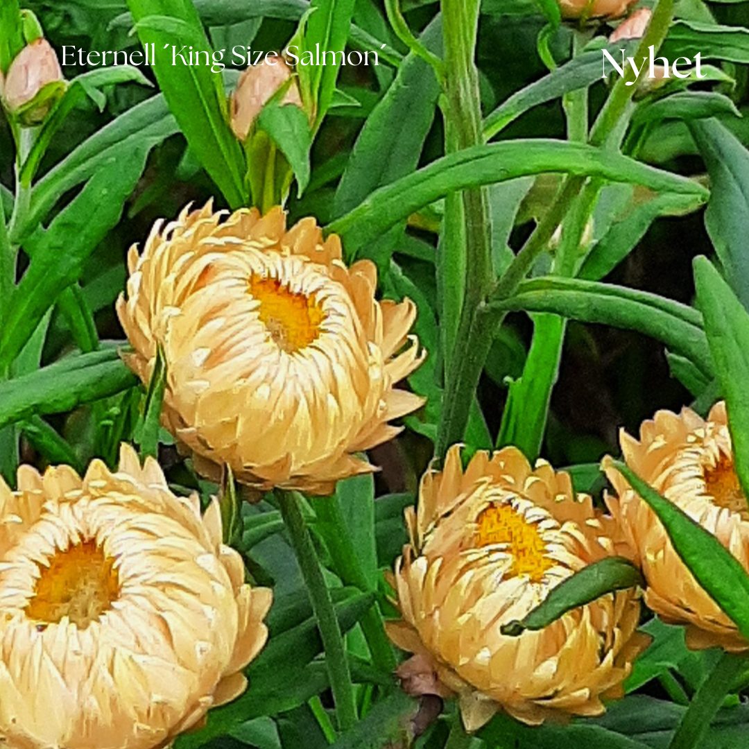 Eternell Frö King Size ´Salmon´ NYHET!