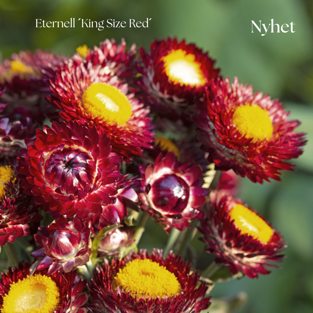 Eternell Frö King Size ´Red´ NYHET!