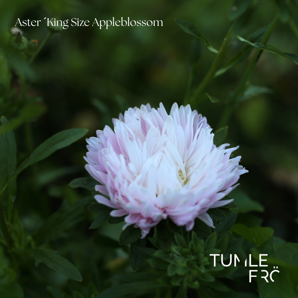 Aster Frö ´King Size Appleblossom´