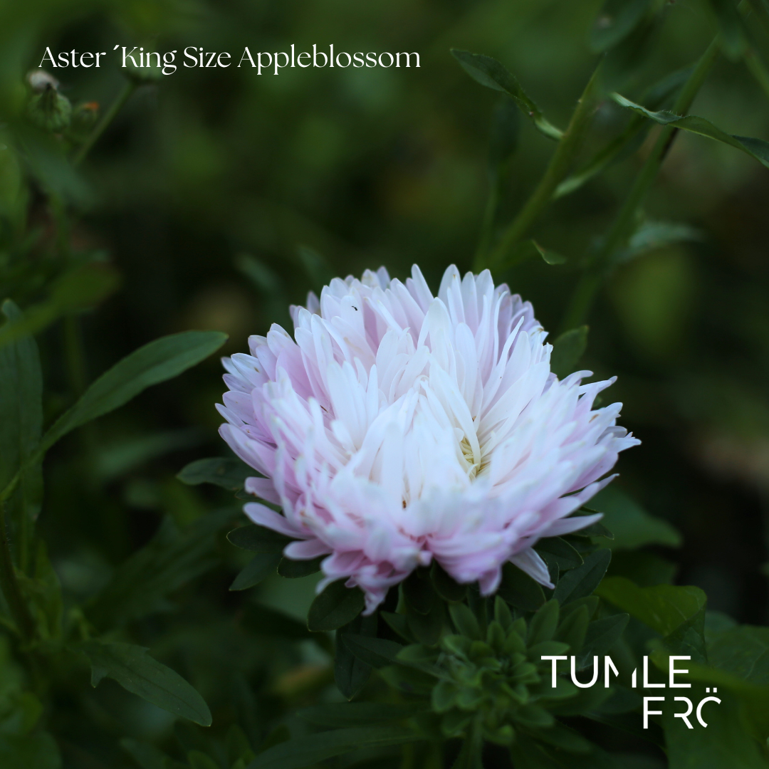 Aster Frö ´King Size Appleblossom´