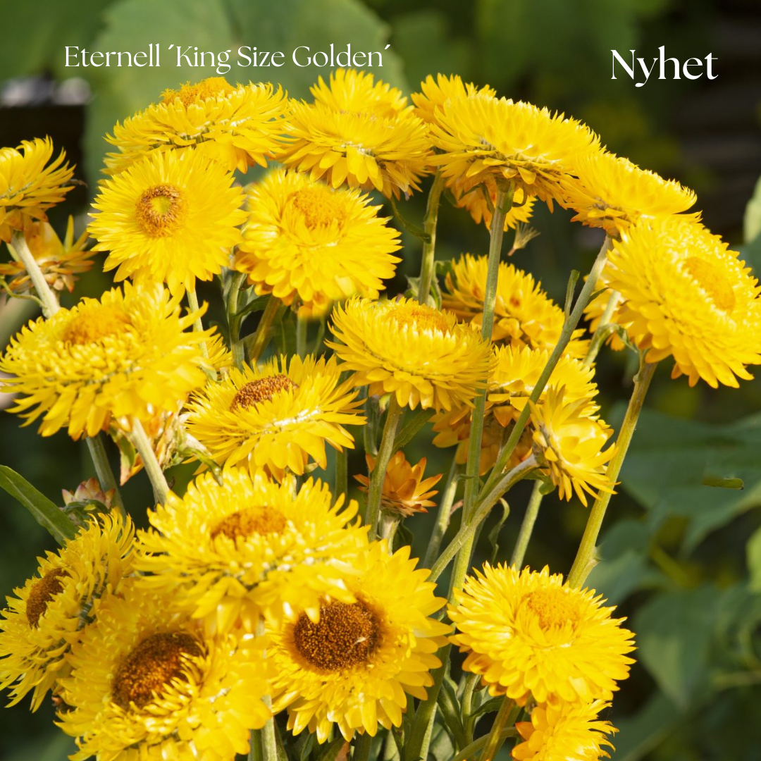 Eternell Frö King Size ´Golden´ NYHET!