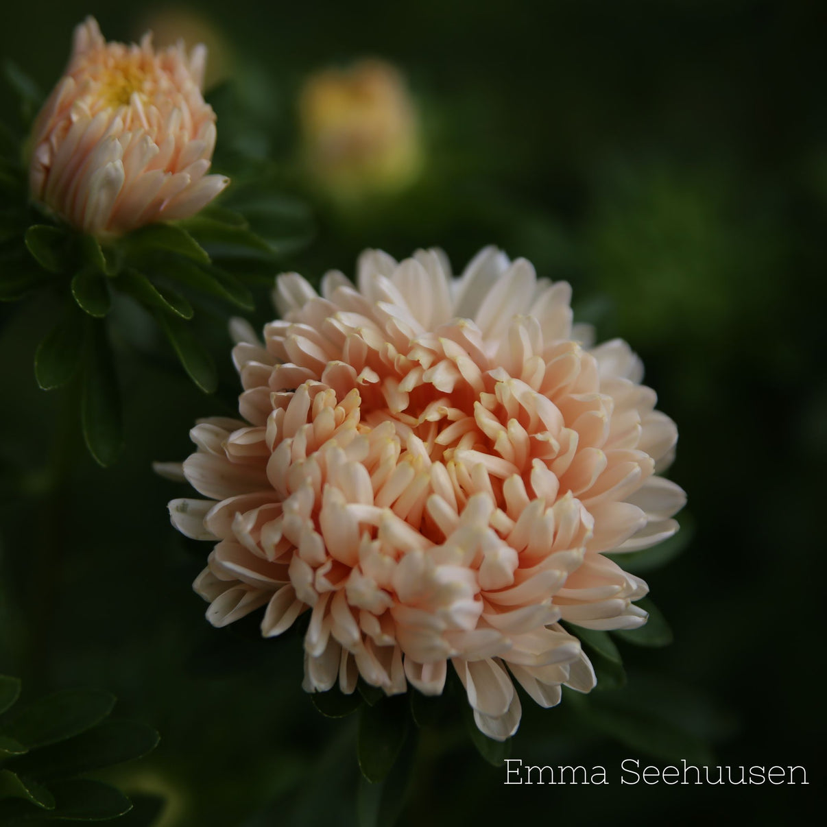 Aster ´King Size Apricot´ Tumle Frö