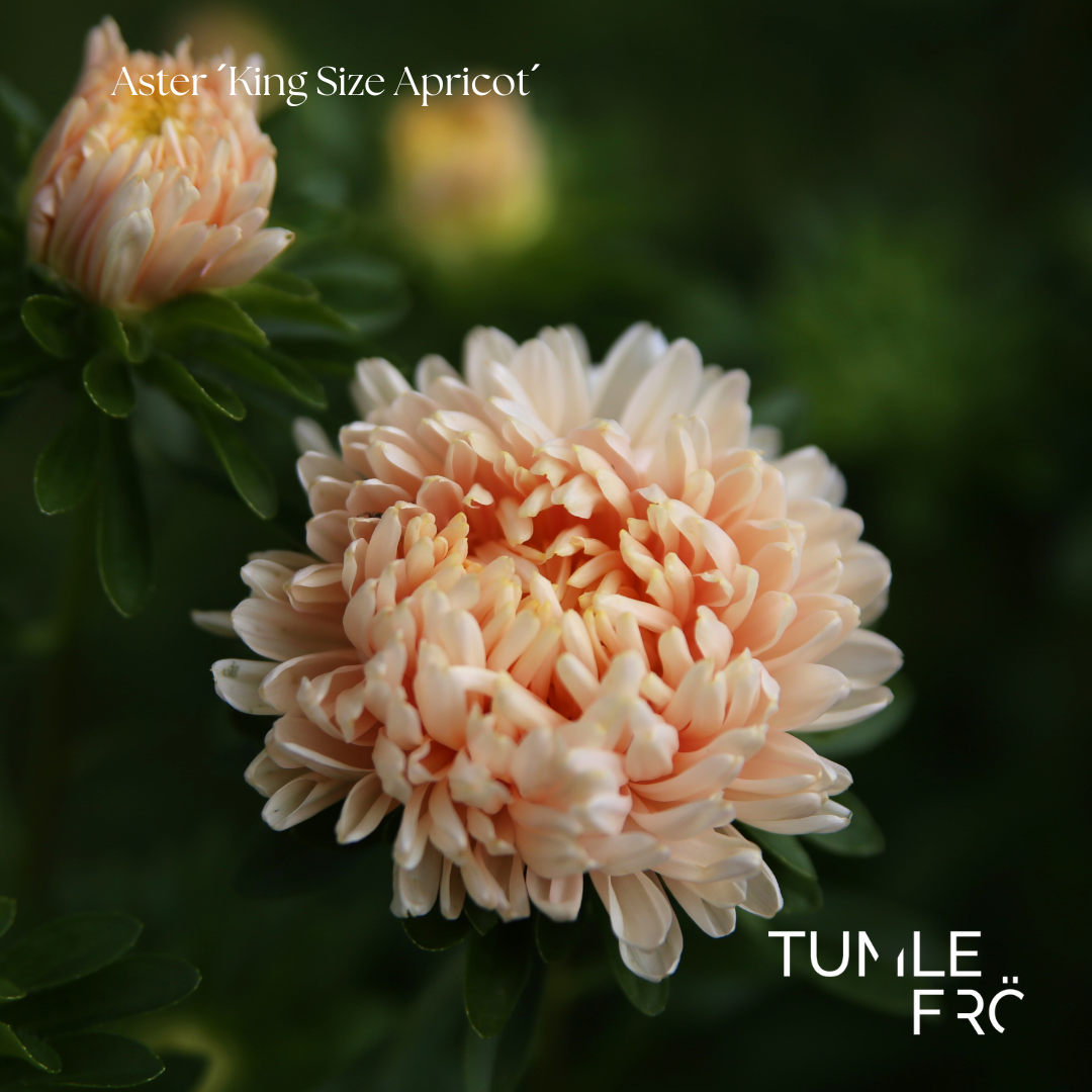 Aster Frö ´King Size Apricot´