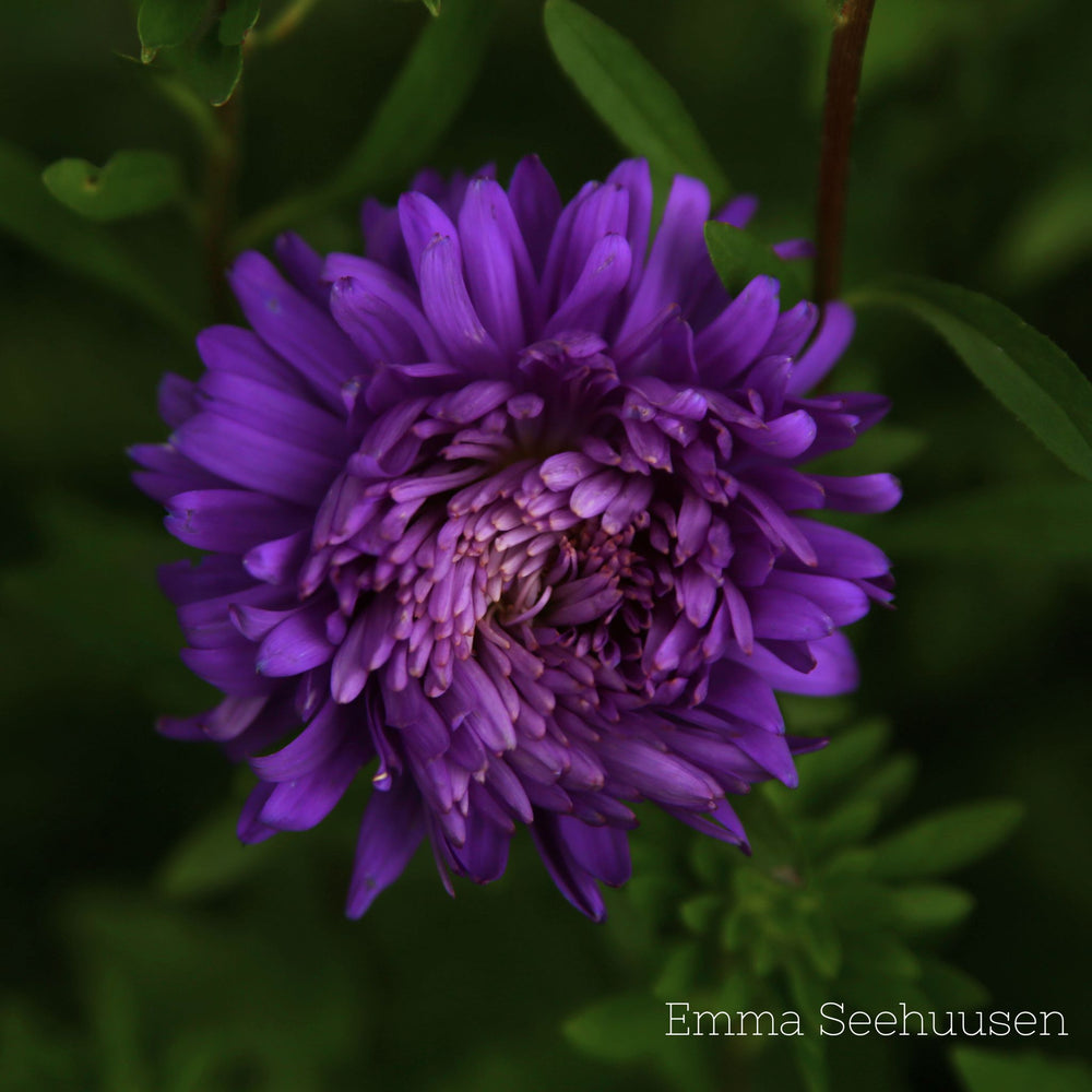 Aster ´King Size Mid Blue´