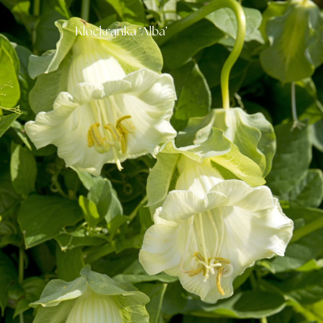Klockranka Frö ‘Alba’