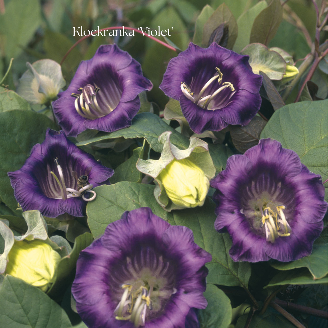 Klockranka Frö ‘Violet’