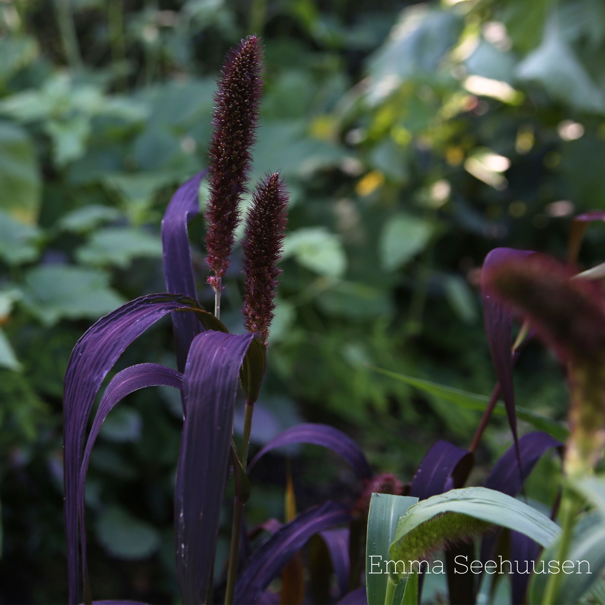 Kolvhirs Frö ´Red Jewel´