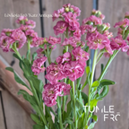Lövkoja Frö ’Katz Antique Rose’ NYHET!