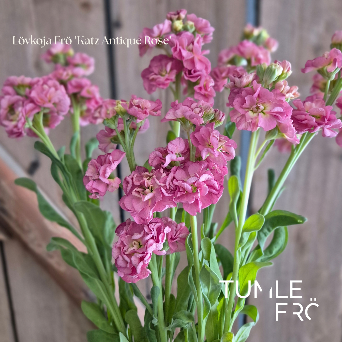 Lövkoja Frö ’Katz Antique Rose’ NYHET!