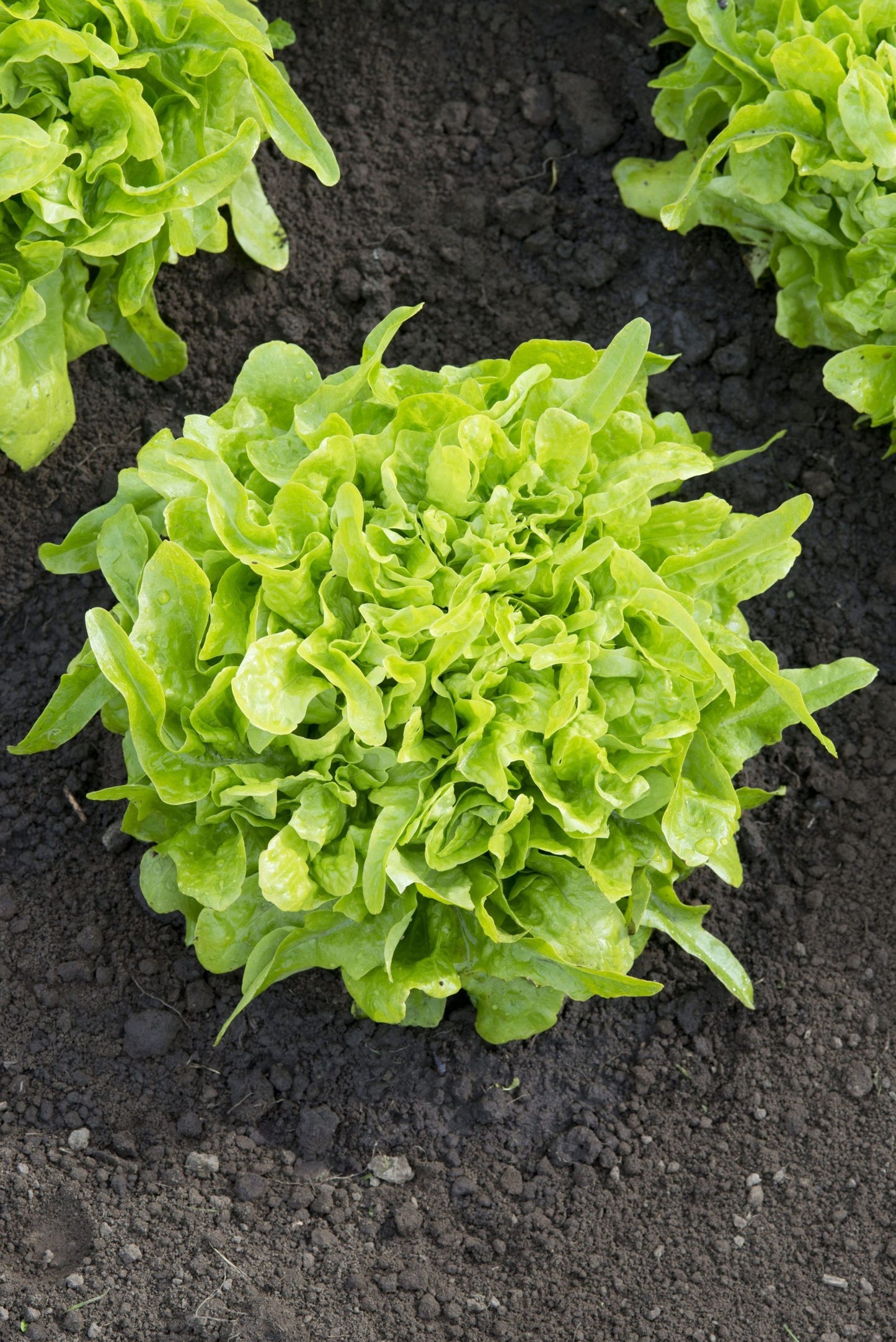 Sallat Frö ´Baby Oakleaf´