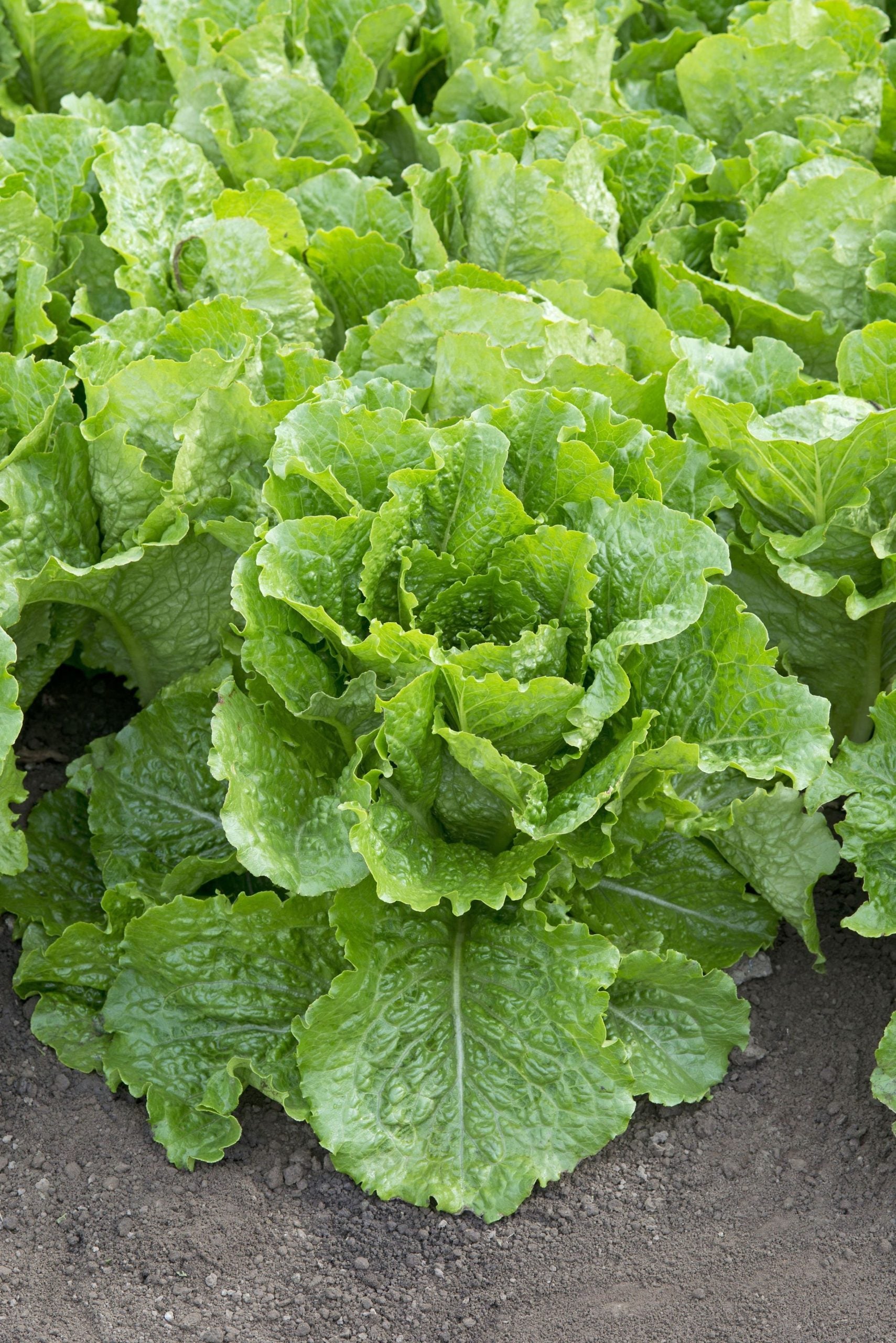 Sallat frö ´Crisp Mint´