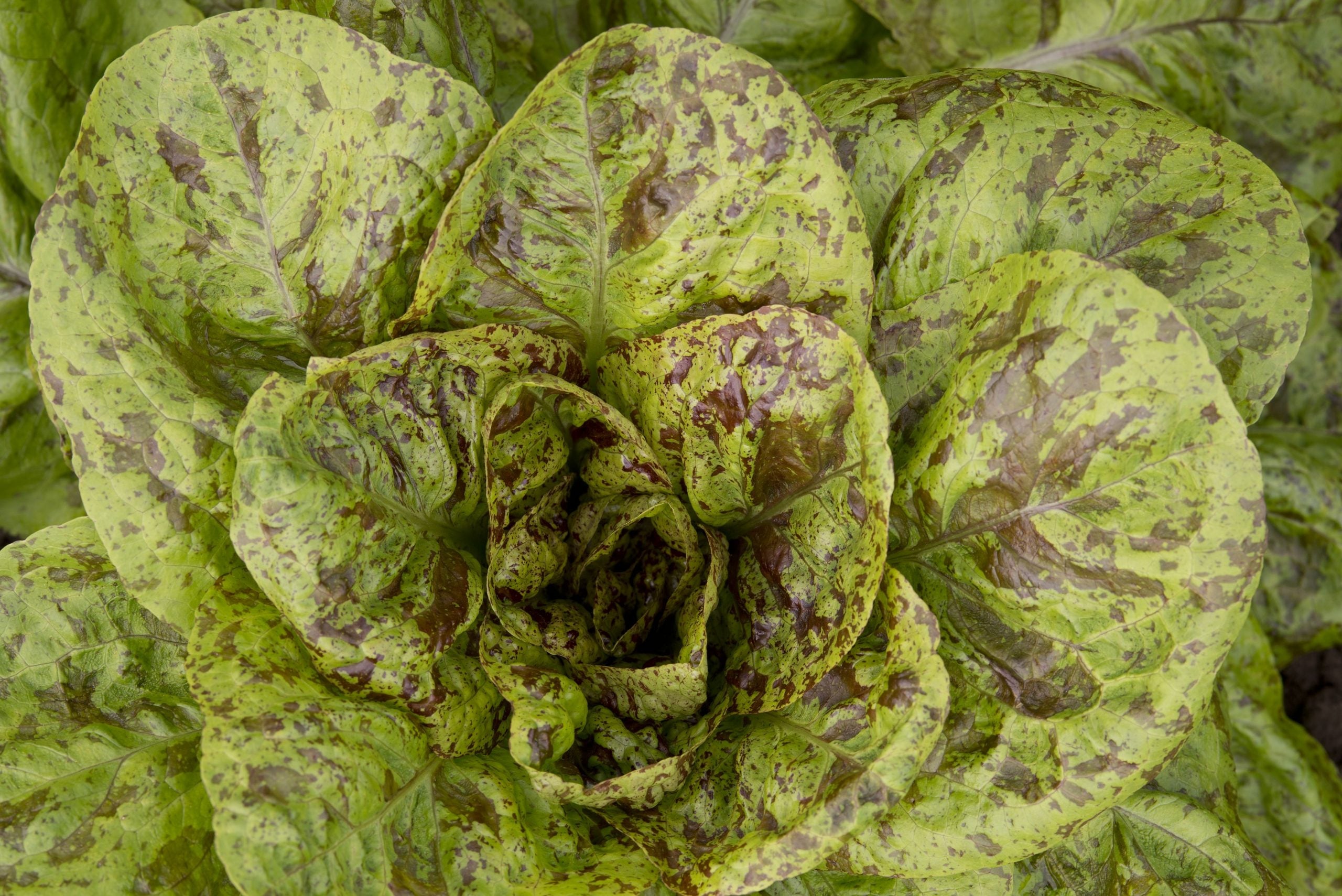 Bindsallat Frö ´Forellenschluss´