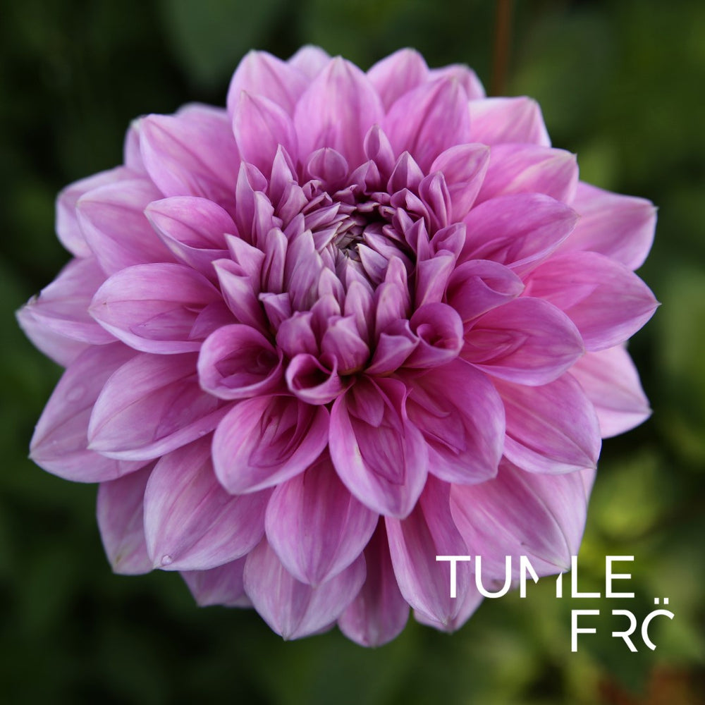 Dahlia Lavender Perfection