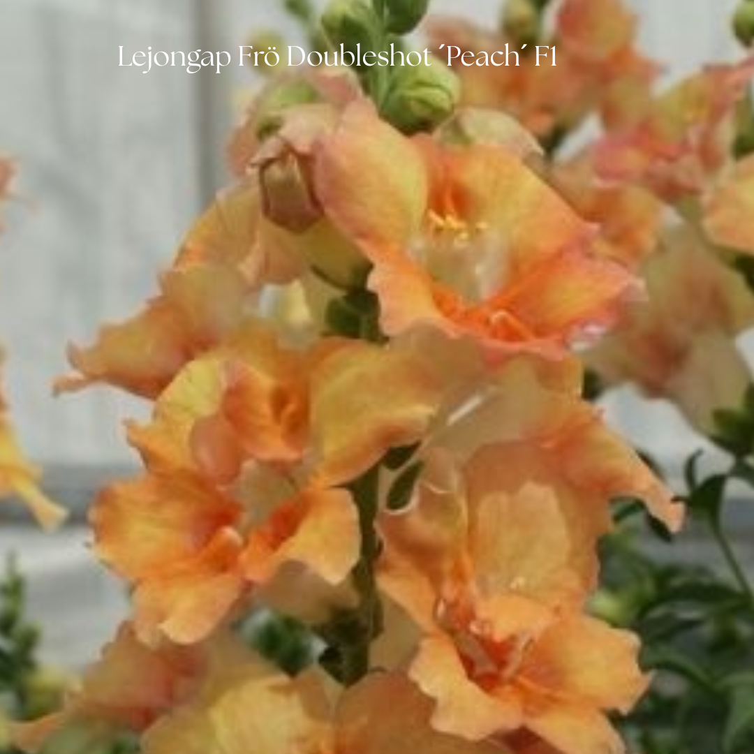 Lejongap Frö Doubleshot ´Peach´ F1