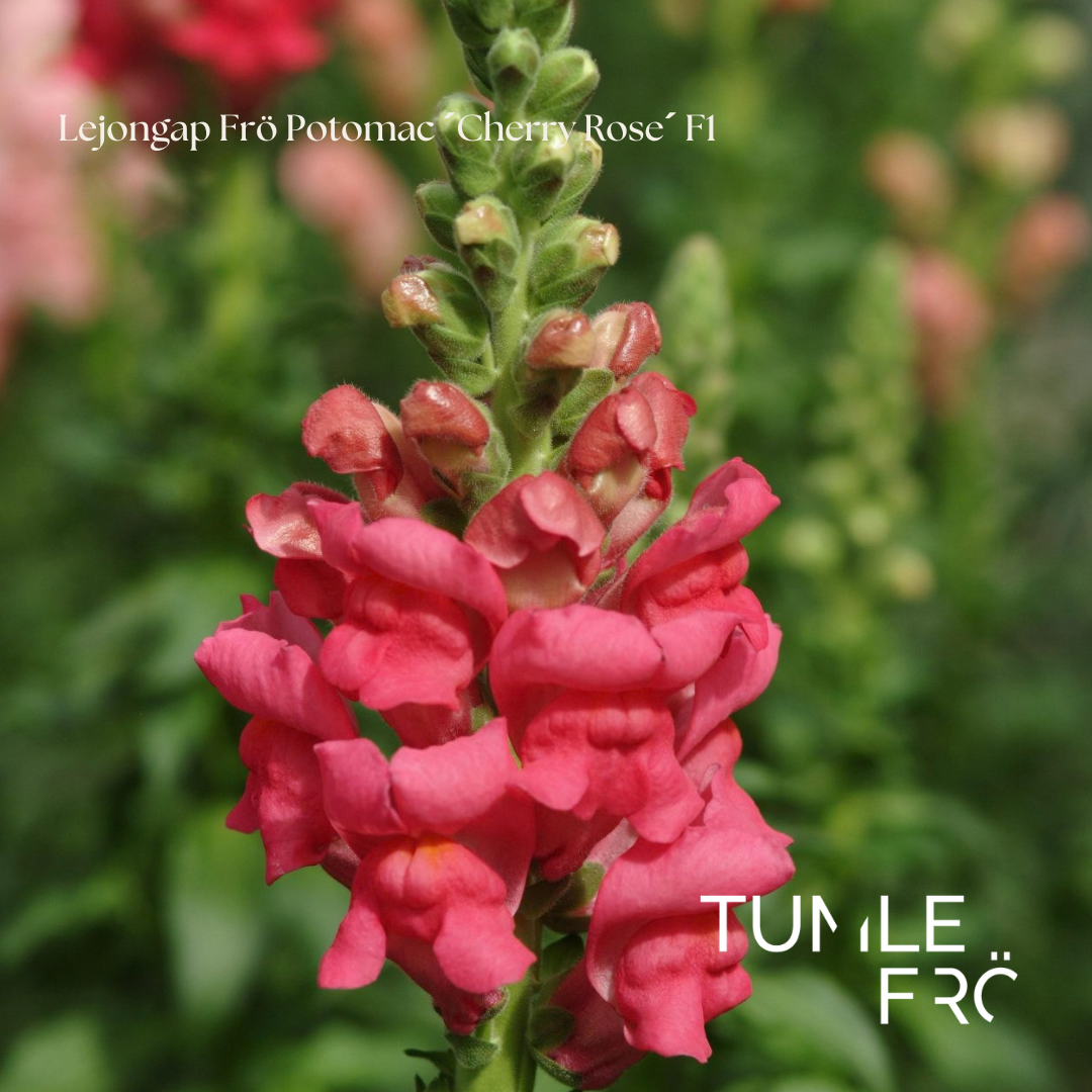Lejongap Frö Potomac ’Cherry Rose’ F1 NYHET!