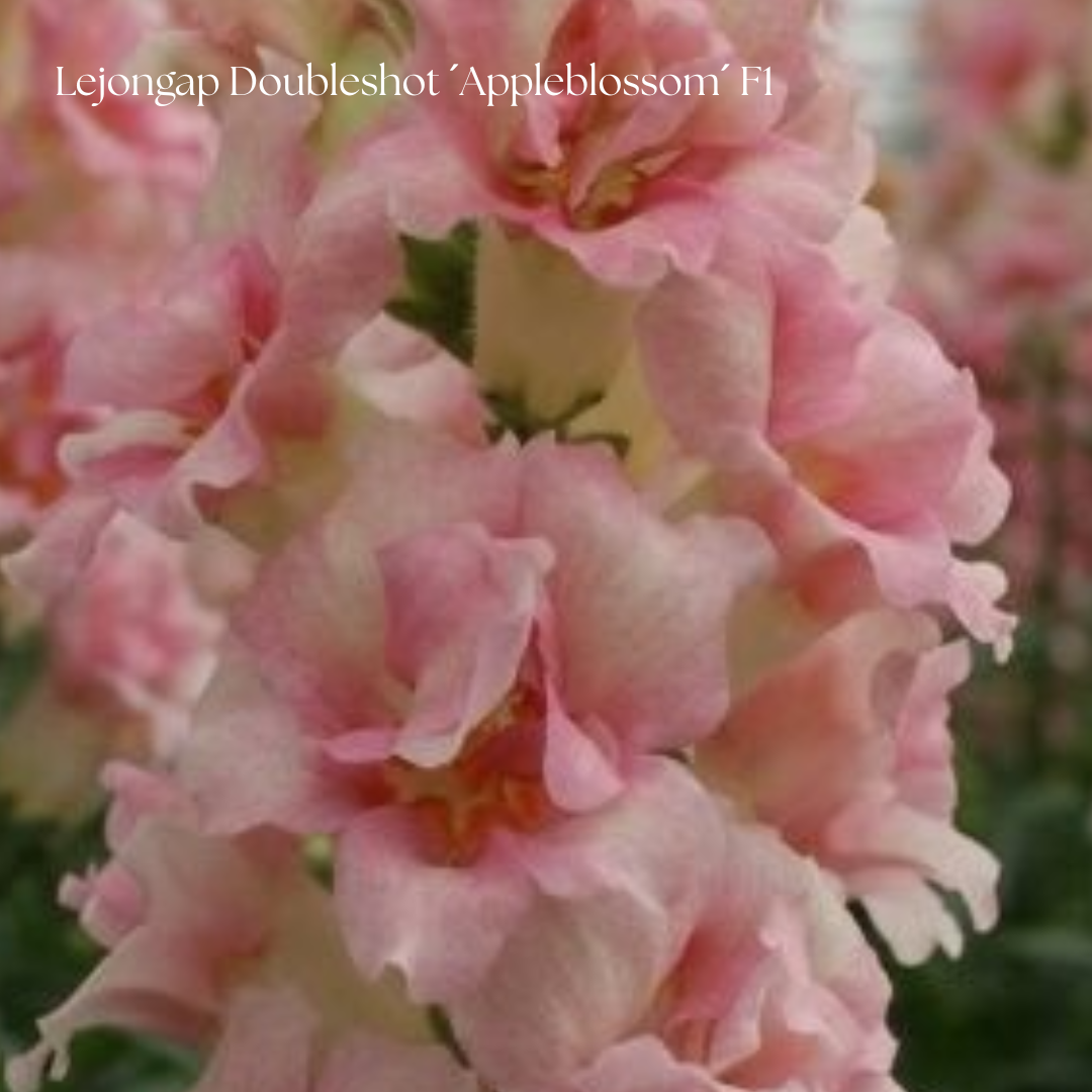 Lejongap Frö Doubleshot ´Appleblossom´ F1
