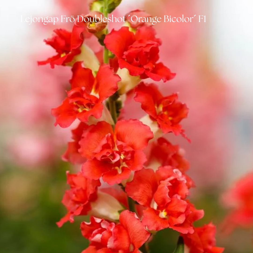 Lejongap Frö Doubleshot ´Orange Bicolor´ F1´