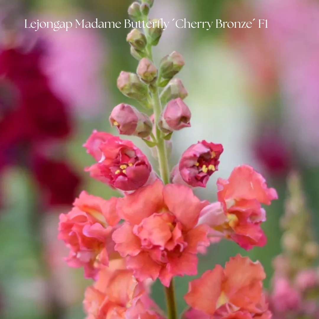Lejongap Frö Madame Butterfly ´Cherry Bronze´ F1