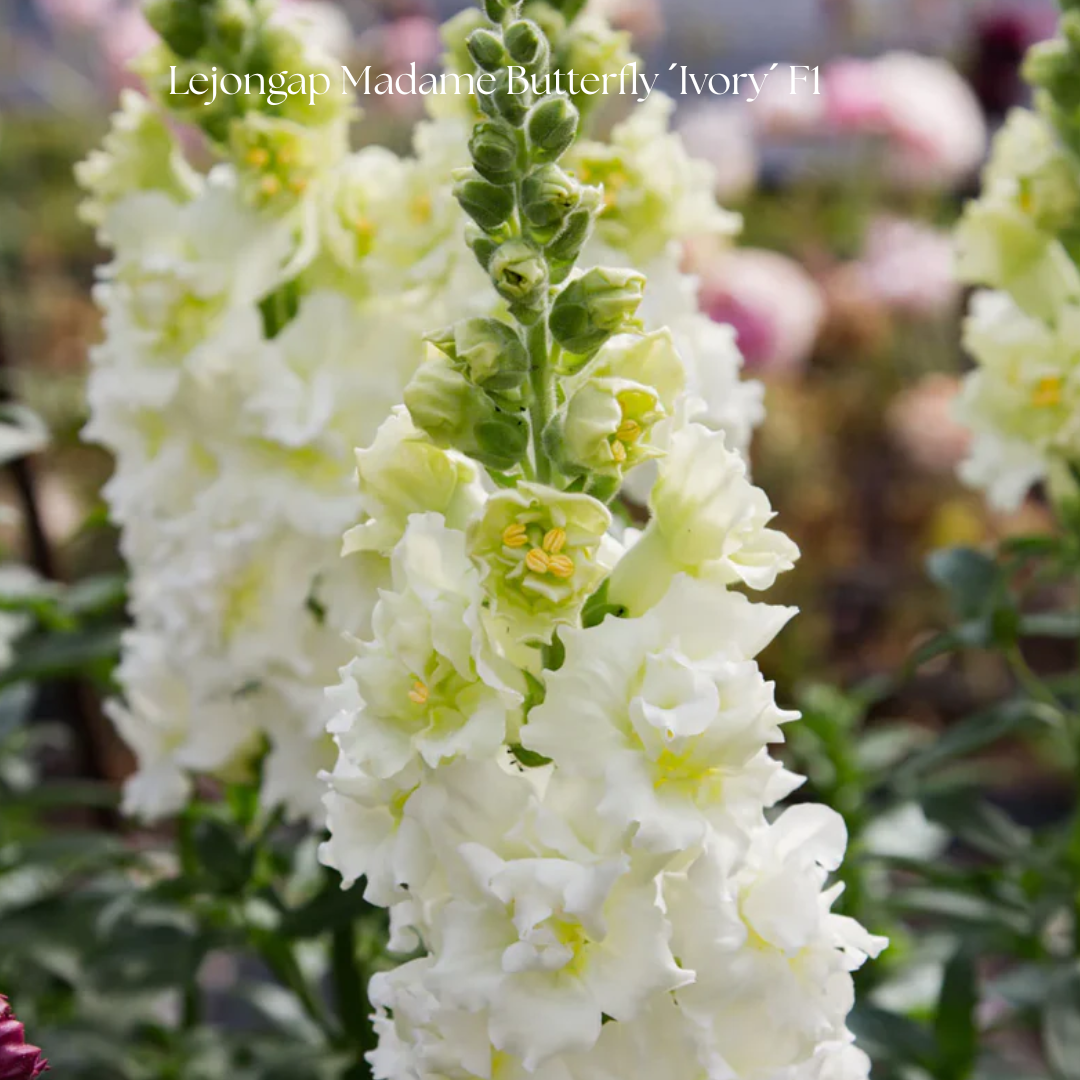 Lejongap Frö Madame Butterfly ´Ivory´ F1