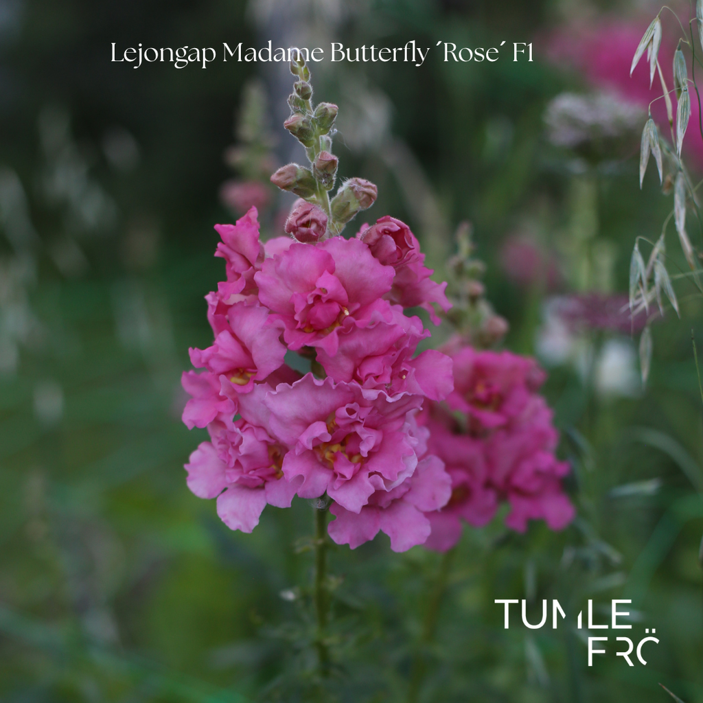 Lejongap Frö Madame Butterfly ´Rose´ F1