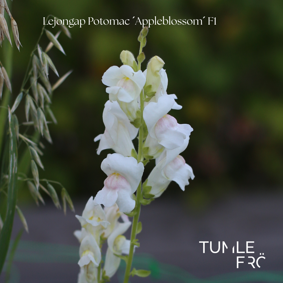 Lejongap Frö Potomac ´Appleblossom´ F1