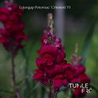 Lejongap Frö Potomac ´Crimson´ F1