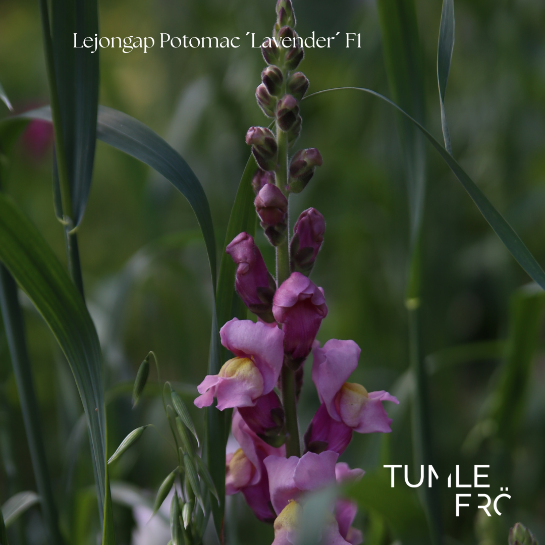 Lejongap Frö Potomac ´Lavender´ F1