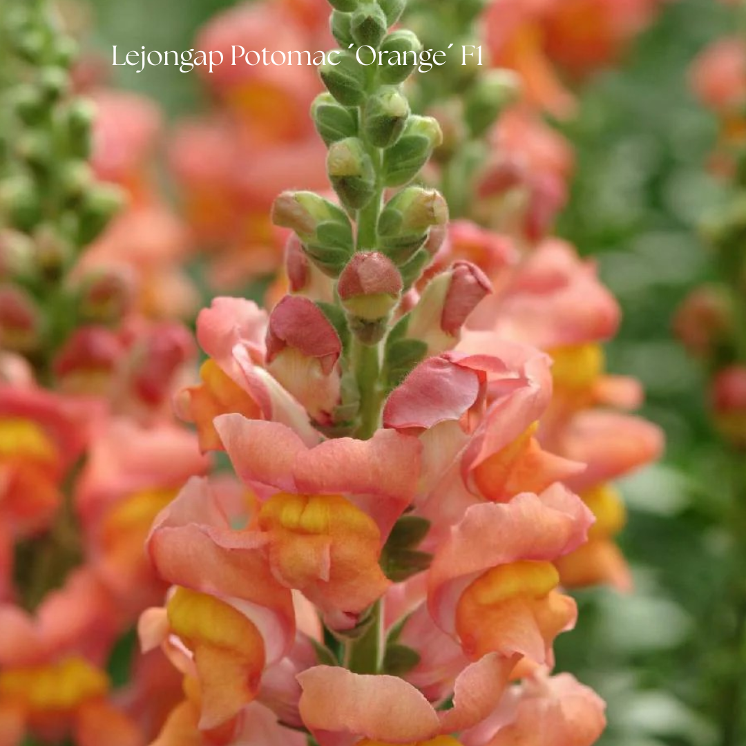 Lejongap Frö Potomac ´Orange´ F1