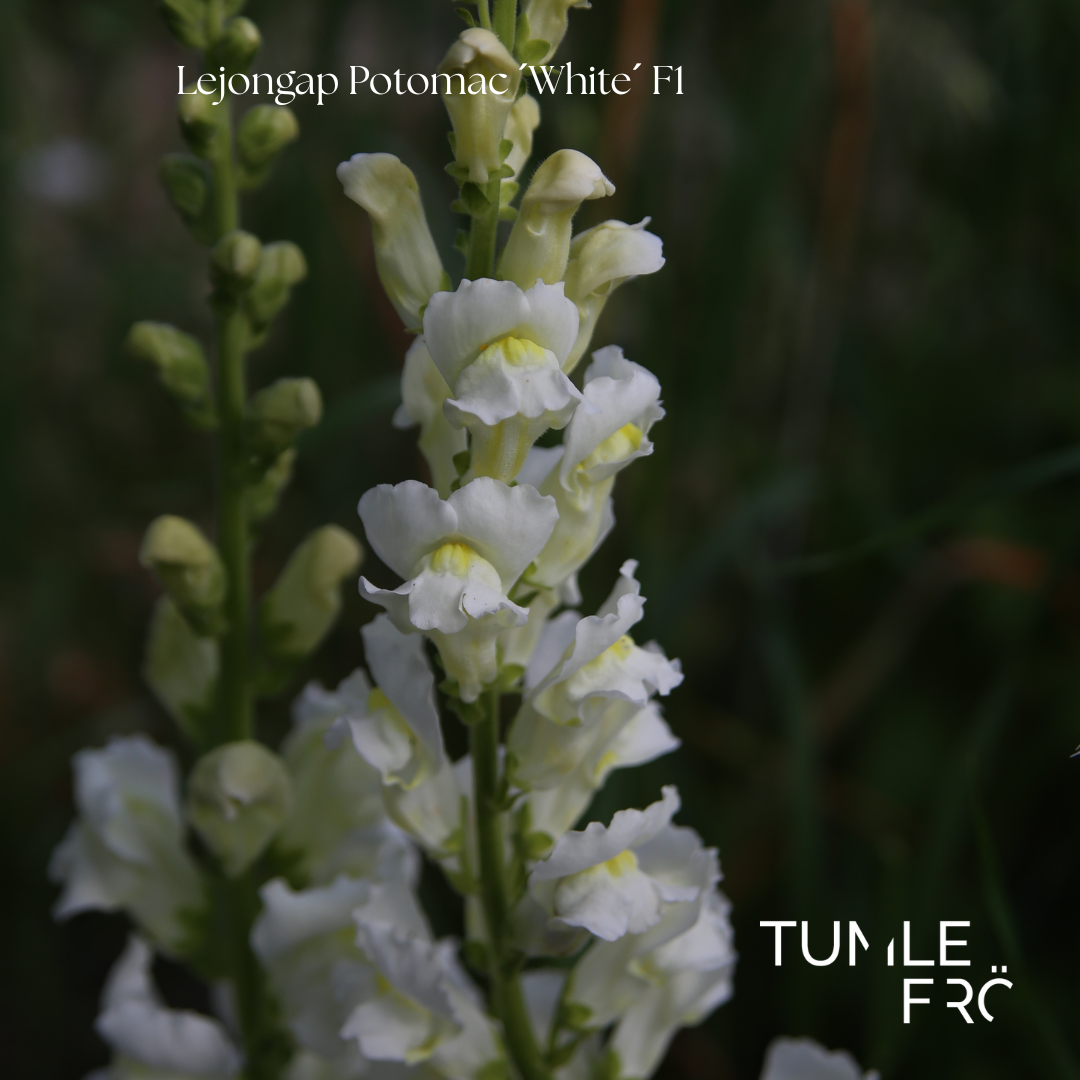 Lejongap Frö Potomac ´White´ F1