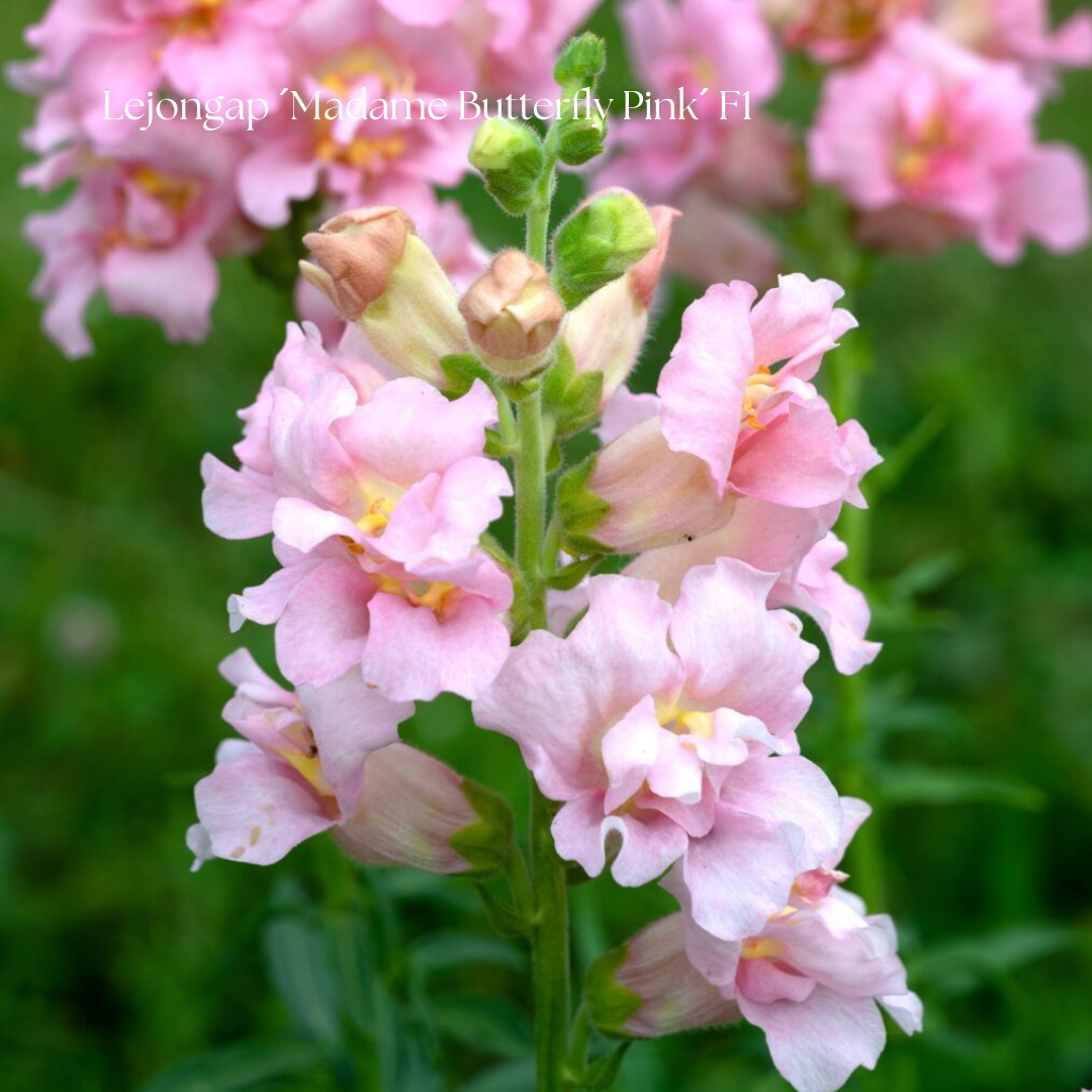 Lejongap Frö Madame Butterfly ´Pink´ F1