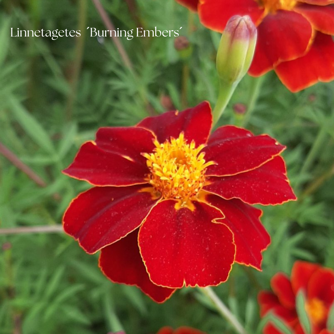 Linnetagetes Frö ´Burning Embers´ NYHET!