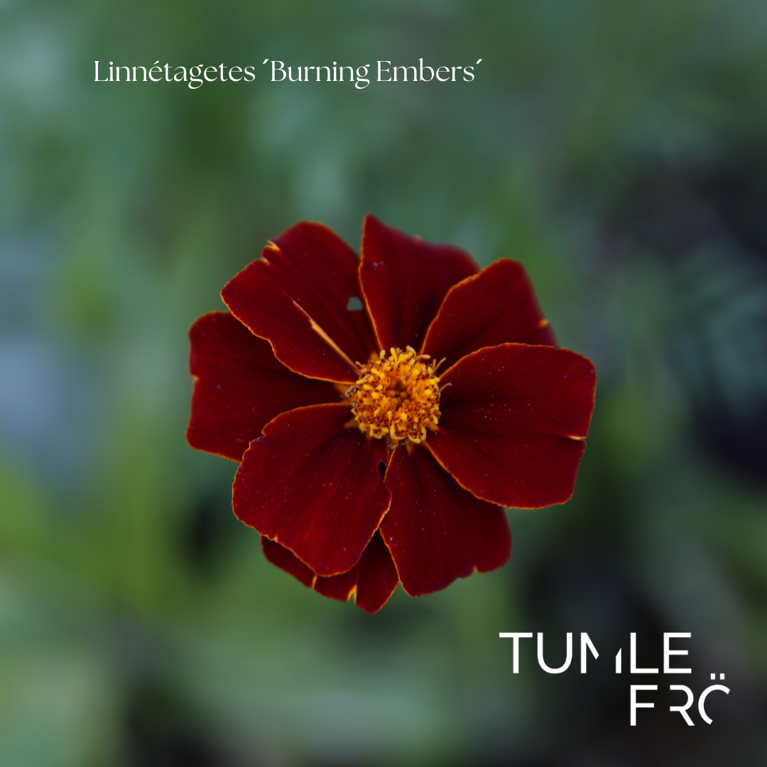 Linnetagetes Frö ´Burning Embers´ NYHET!