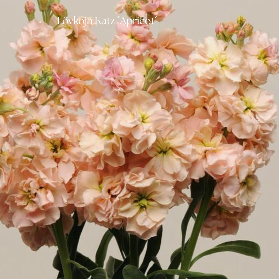 Lövkoja Frö Katz ´Apricot´