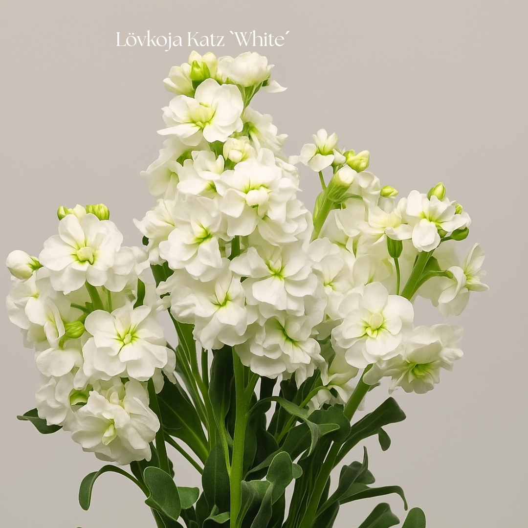 Lövkoja Frö Katz `White´