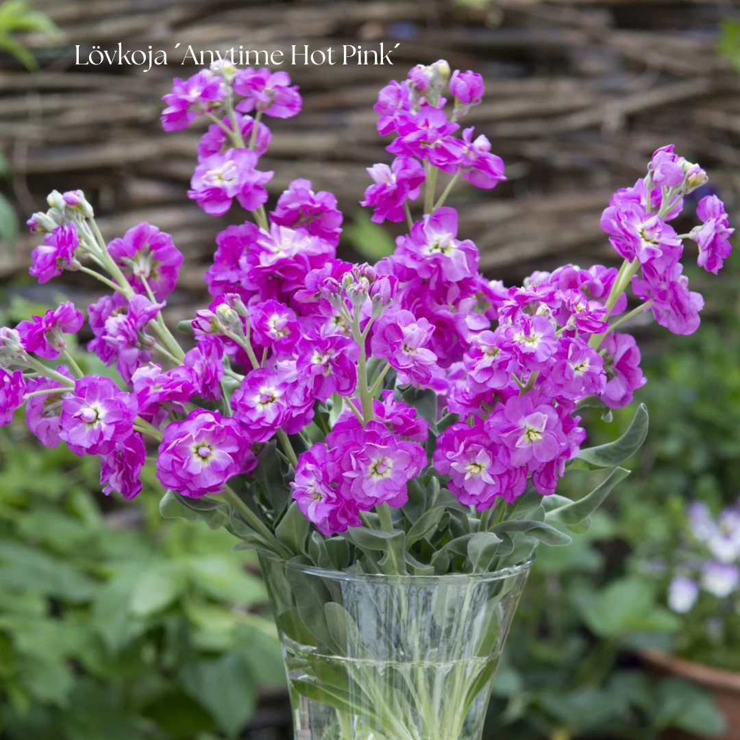 Lövkoja Frö ´Anytime Hot Pink´
