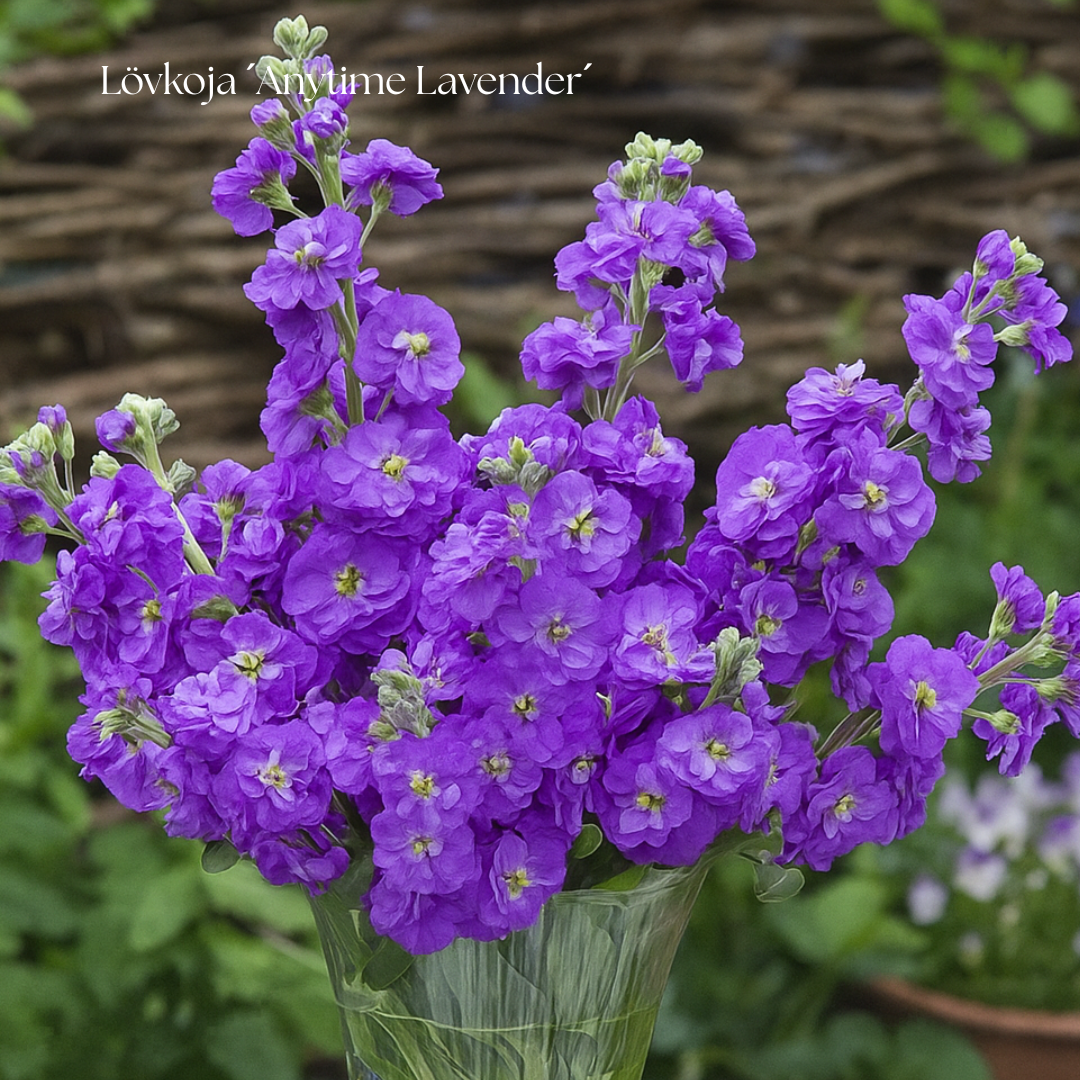 Lövkoja Frö ´Anytime Lavender´