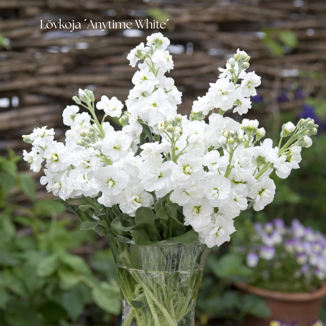 Lövkoja Frö ´Anytime White´
