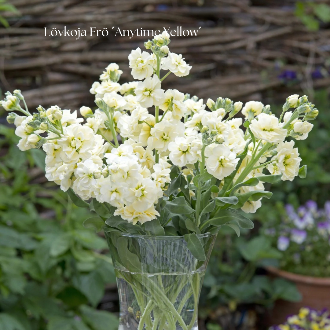 Lövkoja Frö ´Anytime Yellow´
