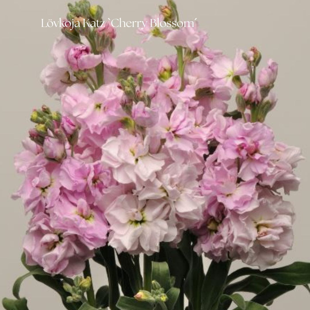 Lövkoja Frö Katz `Cherry Blossom´