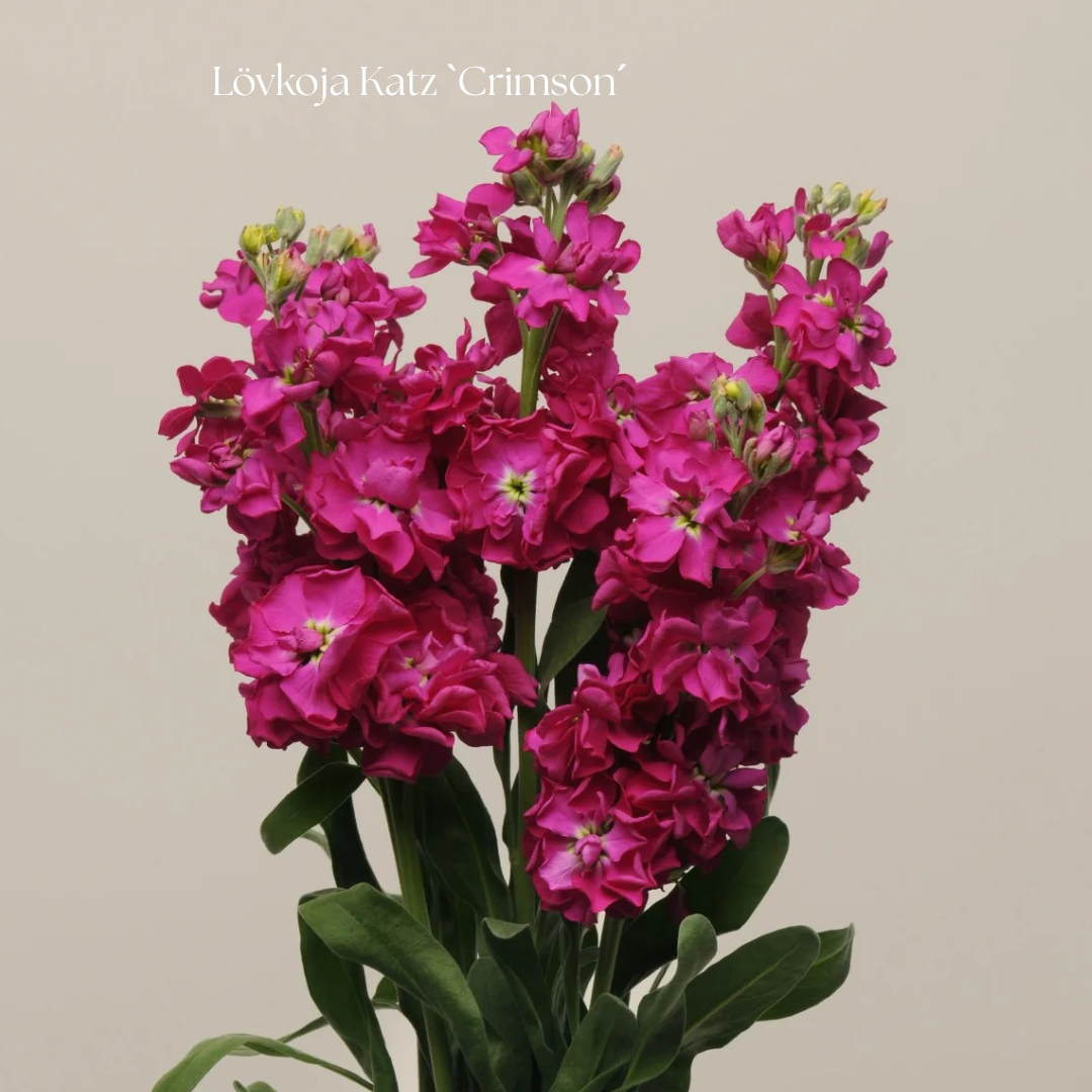 Lövkoja Frö Katz `Crimson´