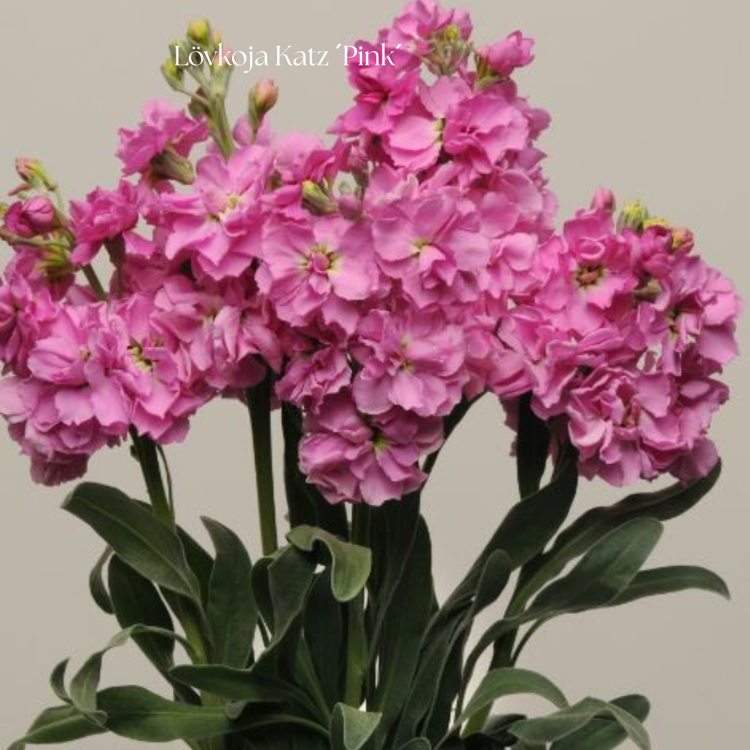 Lövkoja Frö Katz ´Pink´