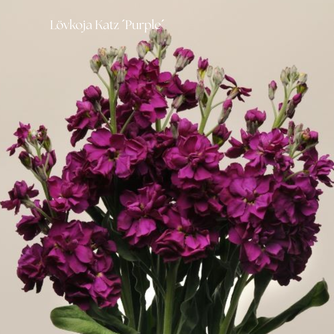 Lövkoja Frö Katz ´Purple´