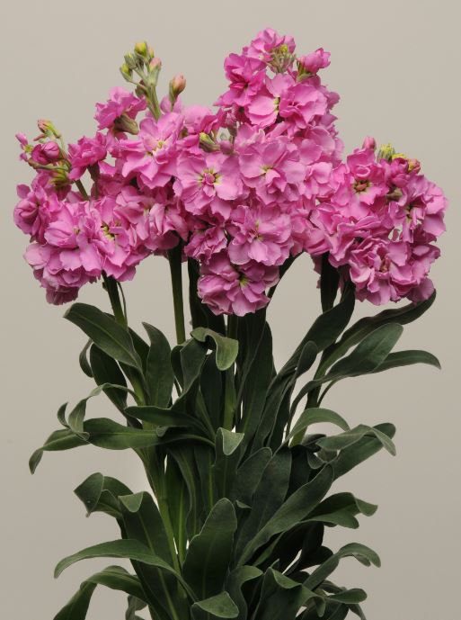 Lövkoja Frö Katz ´Pink´
