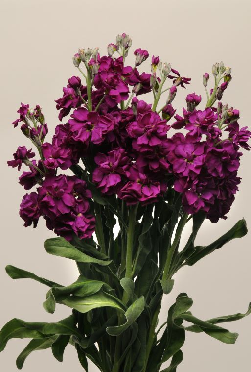 Lövkoja Frö Katz ´Purple´