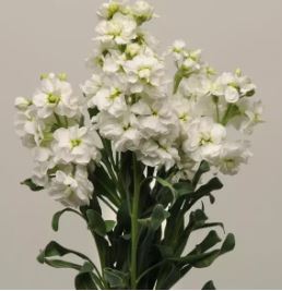 Lövkoja Frö Katz `White´