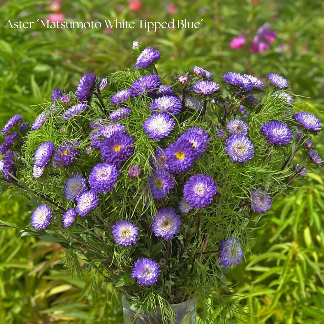 Aster Frö ´Matsumoto White Tipped Blue´