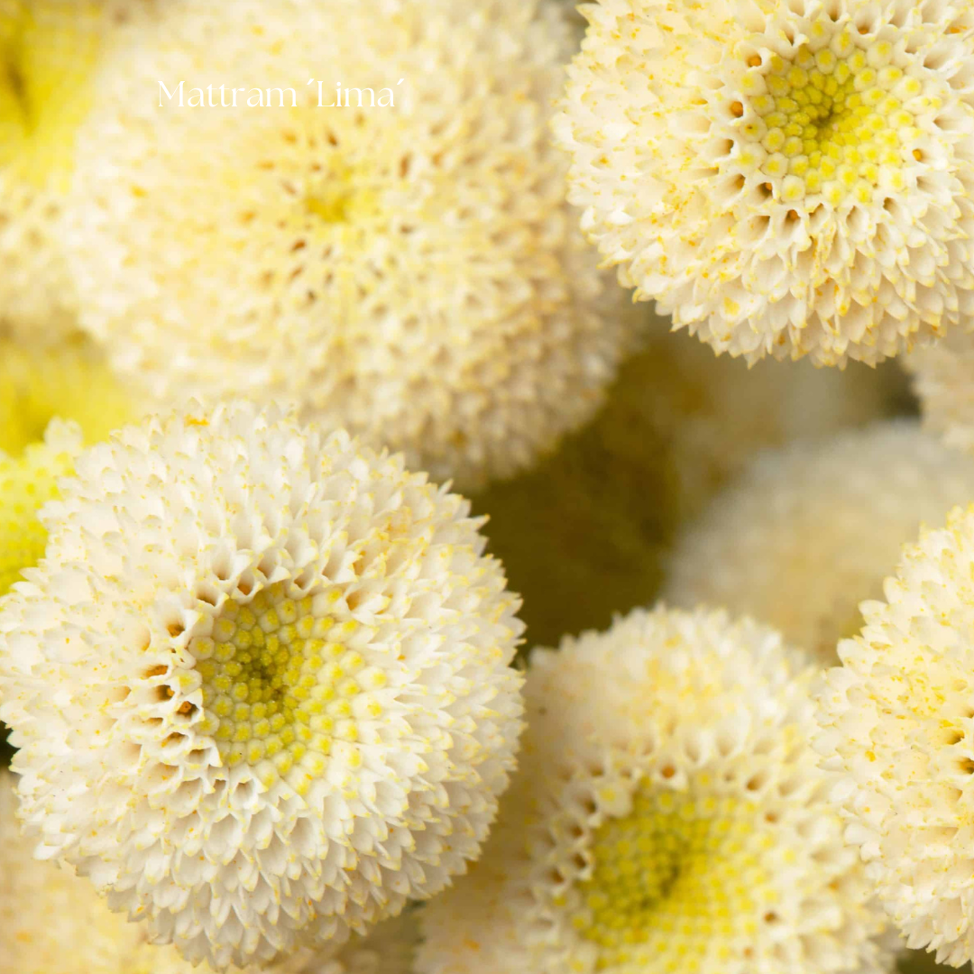 Mattram Frö ´Lima´ NYHET!